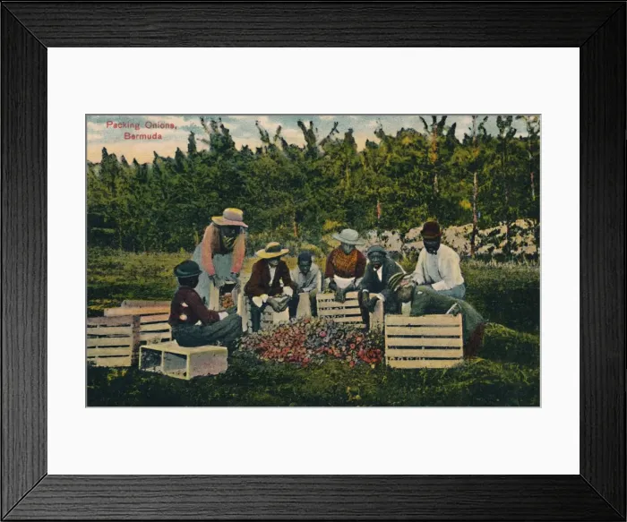 Framed Print : Packing Onions, Bermuda, early 20th century. Creator: Unknown Framed Print : Packing Onions, Bermuda, early 20th century. Creator: Unknown