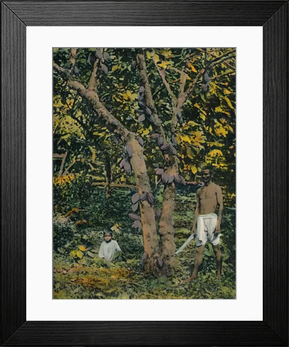 Framed Print : Cocoa in full bearing, Trinidad and Tobago, c1914. Creator: Unknown Framed Print : Cocoa in full bearing, Trinidad and Tobago, c1914. Creator: Unknown