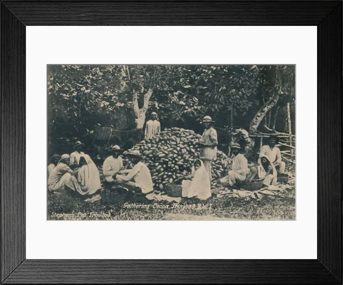 Framed Print : Gathering Cocoa, Trinidad, B. W. I. early 20th century. Creator: Unknown Framed Print : Gathering Cocoa, Trinidad, B. W. I. early 20th century. Creator: Unknown