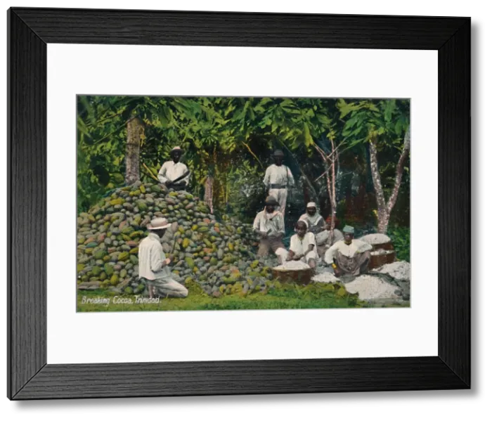 Framed Print : Breaking Cocoa, Trinidad, early 20th century. Creator: Unknown Framed Print : Breaking Cocoa, Trinidad, early 20th century. Creator: Unknown