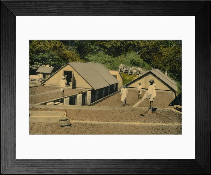 Framed Print : Drying Cacao, Trinidad, B. W. I. early 20th century. Creator: Unknown Framed Print : Drying Cacao, Trinidad, B. W. I. early 20th century. Creator: Unknown