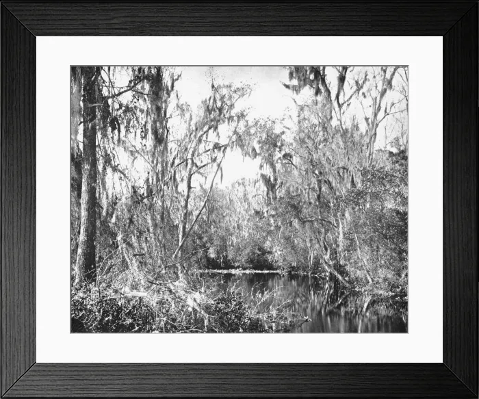 Framed Print : On Governors Creek, Ocklawaha River, Florida, USA, c1900. Creator: Unknown Framed Print : On Governors Creek, Ocklawaha River, Florida, USA, c1900. Creator: Unknown