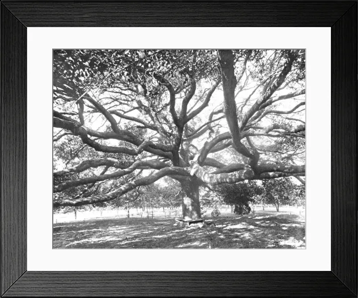 Framed Print : Mammoth Live Oak, near Jacksonville, Florida, USA, c1900. Creator: Unknown Framed Print : Mammoth Live Oak, near Jacksonville, Florida, USA, c1900. Creator: Unknown