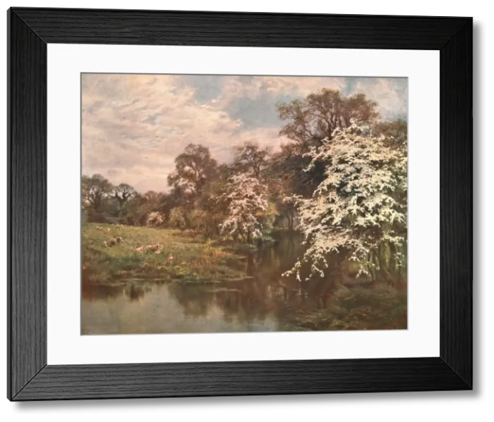 Framed Print : Hawthorn Blossoms, c1899, (c1902). Creator: Unknown Framed Print : Hawthorn Blossoms, c1899, (c1902). Creator: Unknown