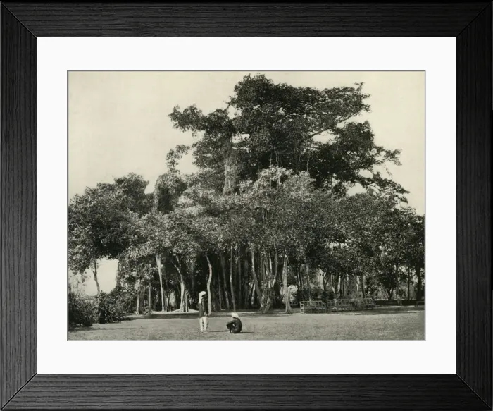 Framed Print : The Banyan Tree, Barrackpore, 1870, (1925). Creator: Unknown Framed Print : The Banyan Tree, Barrackpore, 1870, (1925). Creator: Unknown