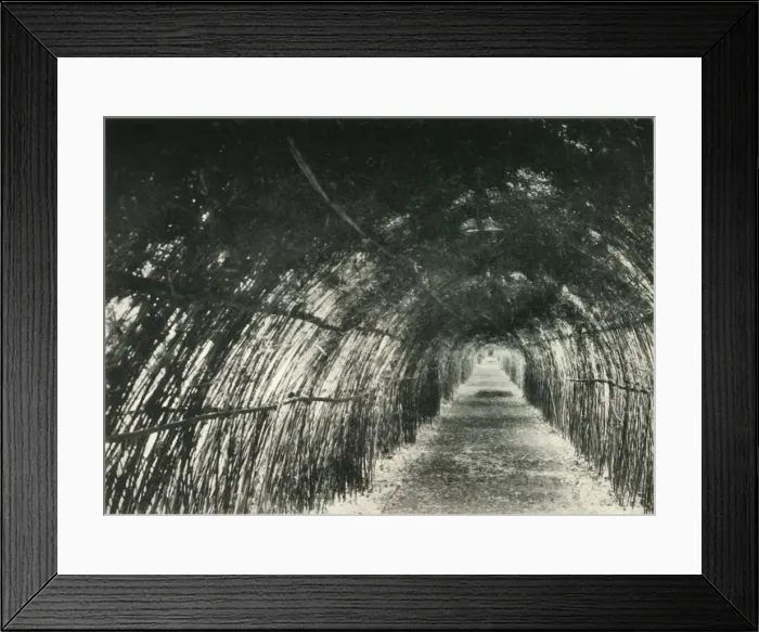 Framed Print : Bamboo Avenue at Barrackpore, 1904, (1925). Creator: Unknown Framed Print : Bamboo Avenue at Barrackpore, 1904, (1925). Creator: Unknown