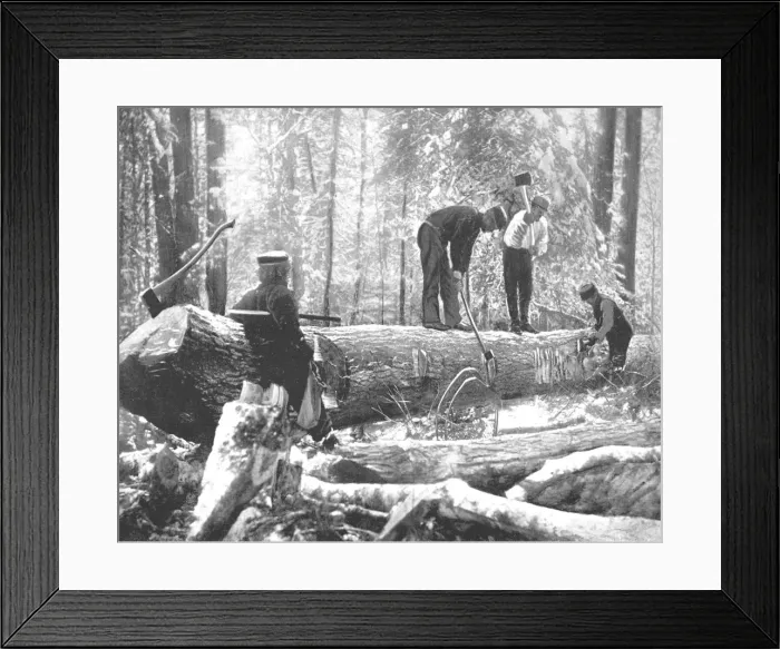 Framed Print : Lumbering on the Ottawa River, Canada, c1900. Creator: Unknown Framed Print : Lumbering on the Ottawa River, Canada, c1900. Creator: Unknown