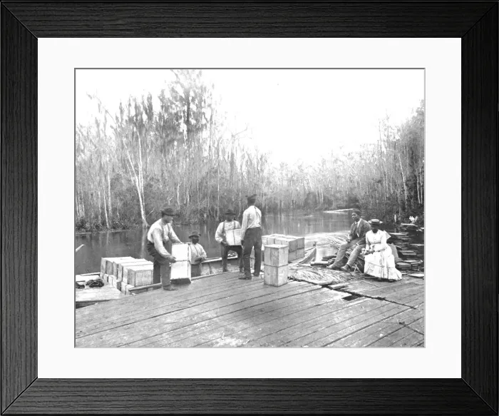 Framed Print : Loading oranges on the Ocklawaha River, Florida, USA, c1900. Creator: Unknown Framed Print : Loading oranges on the Ocklawaha River, Florida, USA, c1900. Creator: Unknown