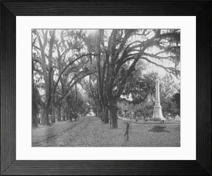 Framed Print : Spanish Moss on Live Oaks, Savannah, Georgia, USA, c1900. Creator: Unknown Framed Print : Spanish Moss on Live Oaks, Savannah, Georgia, USA, c1900. Creator: Unknown