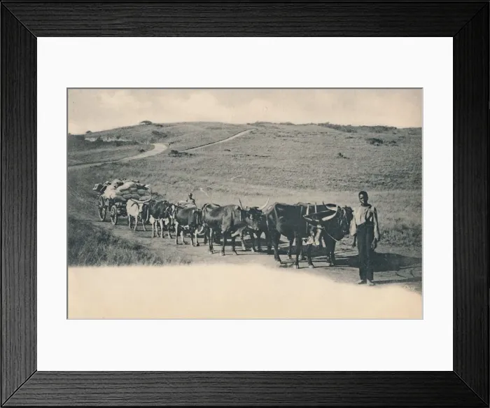 Framed Print : A typical ox waggon - South Africa, early 20th century. Creator: Unknown Framed Print : A typical ox waggon - South Africa, early 20th century. Creator: Unknown