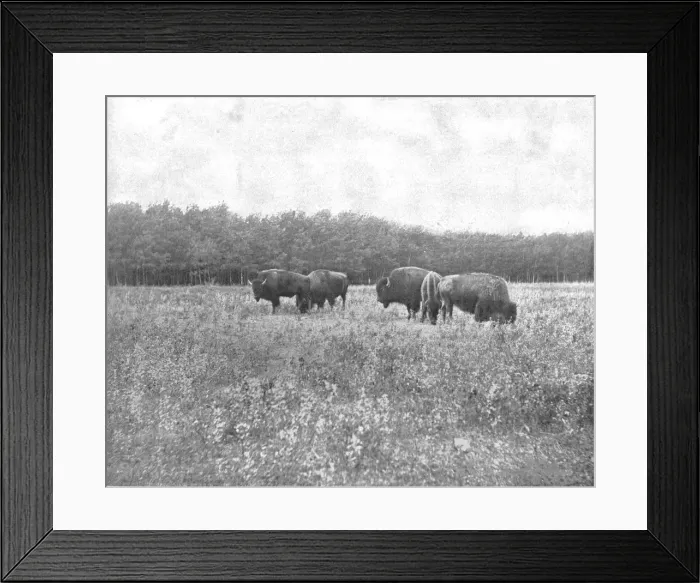 Framed Print : Silver Heights, Winnipeg, Canada, c1900. Creator: Unknown Framed Print : Silver Heights, Winnipeg, Canada, c1900. Creator: Unknown