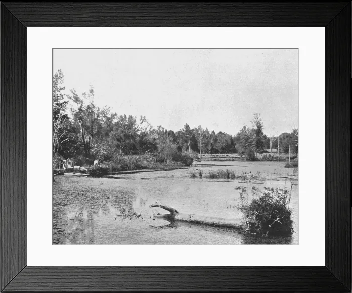 Framed Print : Scene in Mississippi, USA, c1900. Creator: Unknown Framed Print : Scene in Mississippi, USA, c1900. Creator: Unknown