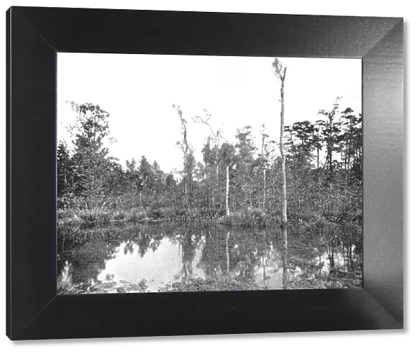 A Louisiana swamp, USA, c1900. Creator: Unknown