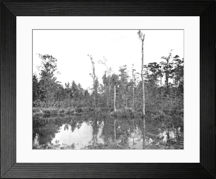 Framed Print : A Louisiana swamp, USA, c1900. Creator: Unknown Framed Print : A Louisiana swamp, USA, c1900. Creator: Unknown