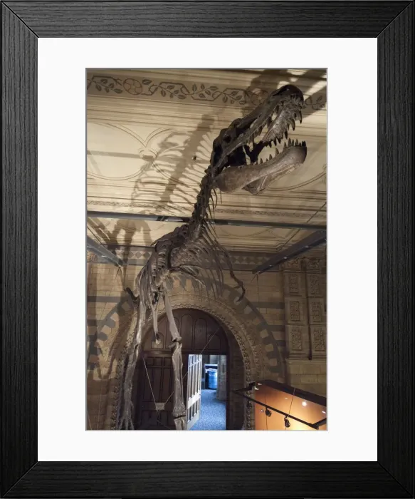 Framed Print : Nat His Museum, 2005. Creator: Ethel Davies Framed Print : Nat His Museum, 2005. Creator: Ethel Davies