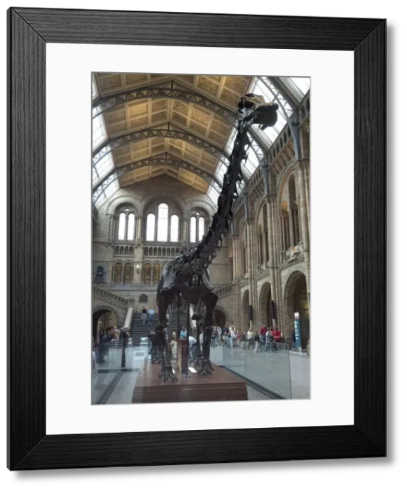 Framed Print : Nat His Museum, 2005. Creator: Ethel Davies Framed Print : Nat His Museum, 2005. Creator: Ethel Davies