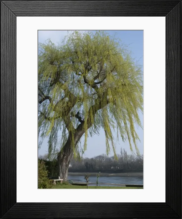 Framed Print : Chiswick Mall, 2009. Creator: Ethel Davies Framed Print : Chiswick Mall, 2009. Creator: Ethel Davies