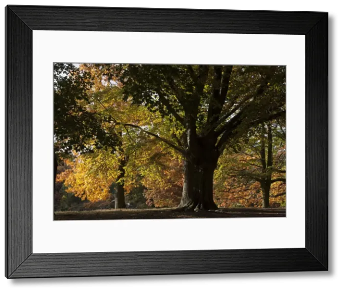 Framed Print : UK, London, Hampstead Heath, 2009. Creator: Ethel Davies Framed Print : UK, London, Hampstead Heath, 2009. Creator: Ethel Davies