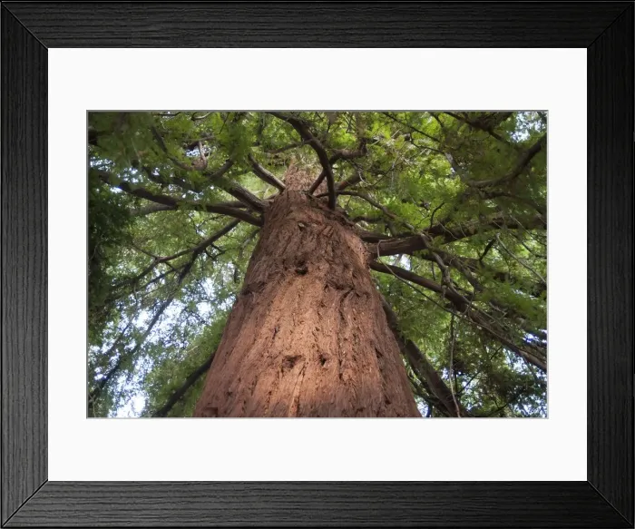 Framed Print : UK, London, Kew Gdns, 2009. Creator: Ethel Davies Framed Print : UK, London, Kew Gdns, 2009. Creator: Ethel Davies