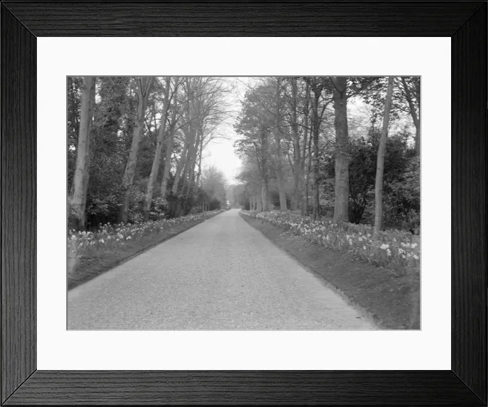Framed Print : Tree-lined drive, c1935. Creator: Kirk & Sons of Cowes Framed Print : Tree-lined drive, c1935. Creator: Kirk & Sons of Cowes