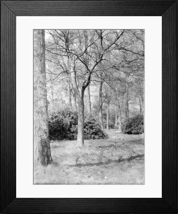 Framed Print : Trees and daffodils, c1935. Creator: Kirk & Sons of Cowes Framed Print : Trees and daffodils, c1935. Creator: Kirk & Sons of Cowes