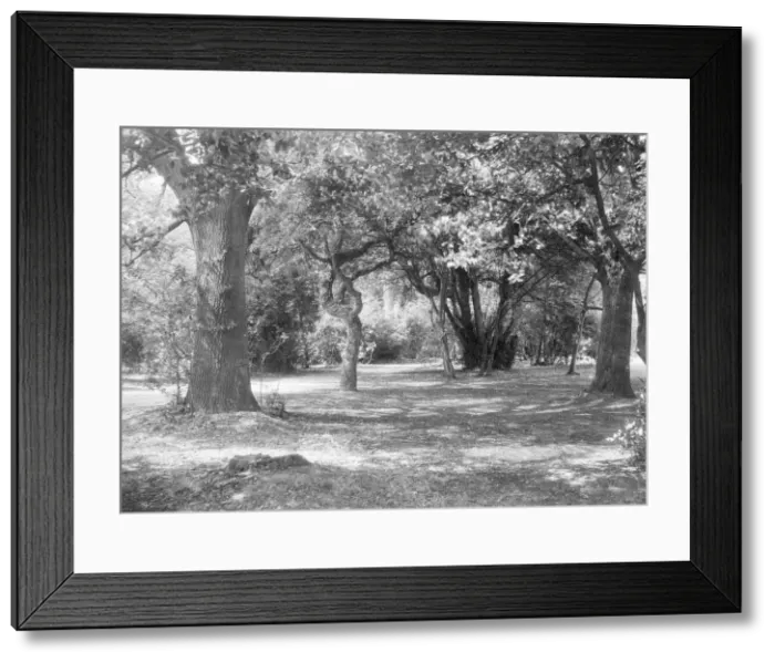 Framed Print : Landscape with trees, c1935. Creator: Kirk & Sons of Cowes