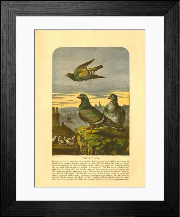 Framed Print : The Pigeon. Creator: C Sheeres Framed Print : The Pigeon. Creator: C Sheeres