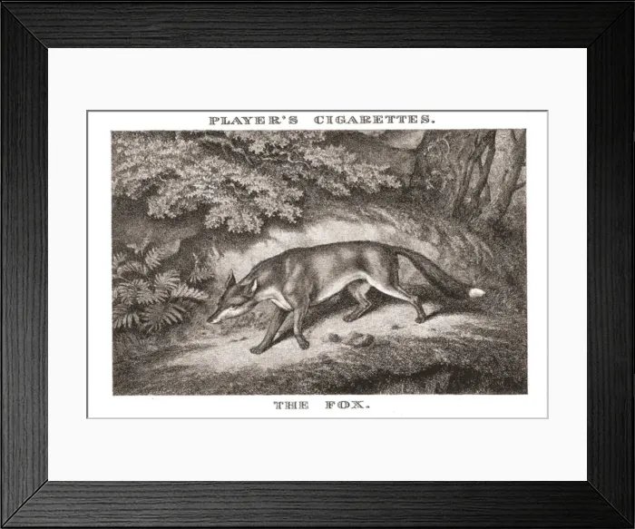 Framed Print : The Fox, (1924). Creator: Unknown Framed Print : The Fox, (1924). Creator: Unknown