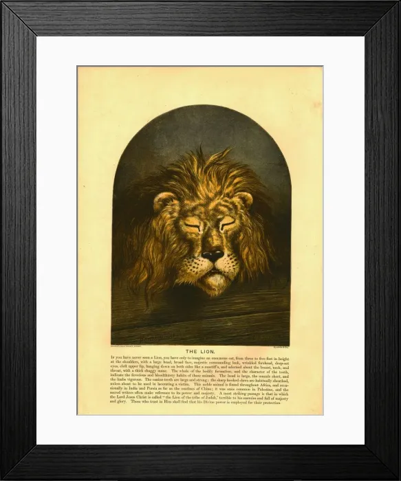 Framed Print : The Lion Creator: C Sheeres Framed Print : The Lion Creator: C Sheeres
