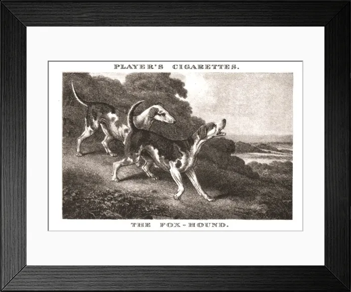 Framed Print : The Foxhound, (1924). Creator: Unknown Framed Print : The Foxhound, (1924). Creator: Unknown