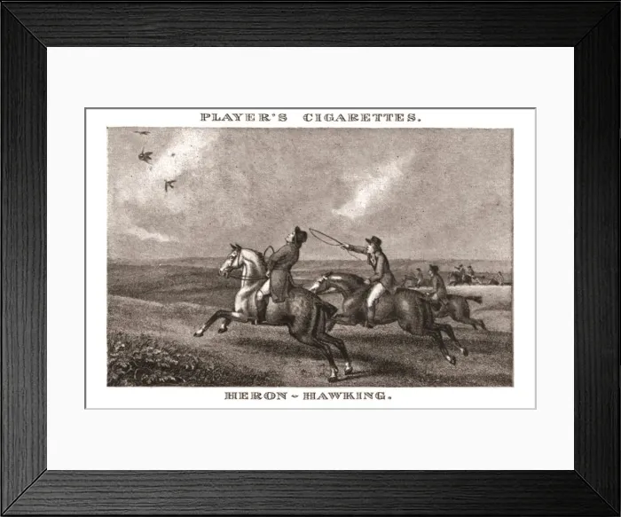 Framed Print : Heron-Hawking, (1924). Creator: Unknown Framed Print : Heron-Hawking, (1924). Creator: Unknown