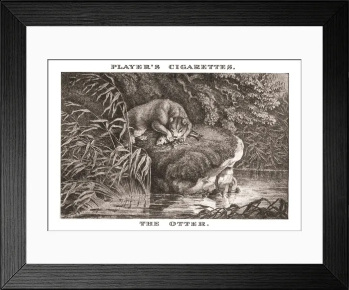 Framed Print : The Otter, (1924). Creator: Unknown Framed Print : The Otter, (1924). Creator: Unknown