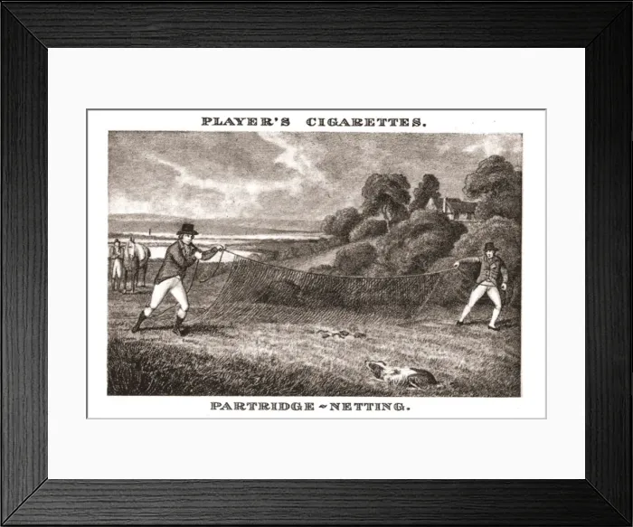 Framed Print : Partridge-Netting, (1924). Creator: Unknown Framed Print : Partridge-Netting, (1924). Creator: Unknown
