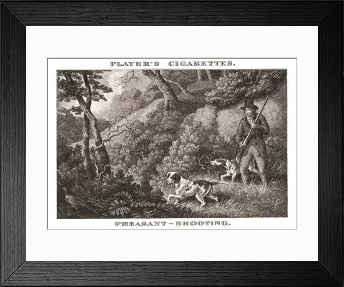 Framed Print : Pheasant-Shooting, (1924). Creator: Unknown Framed Print : Pheasant-Shooting, (1924). Creator: Unknown