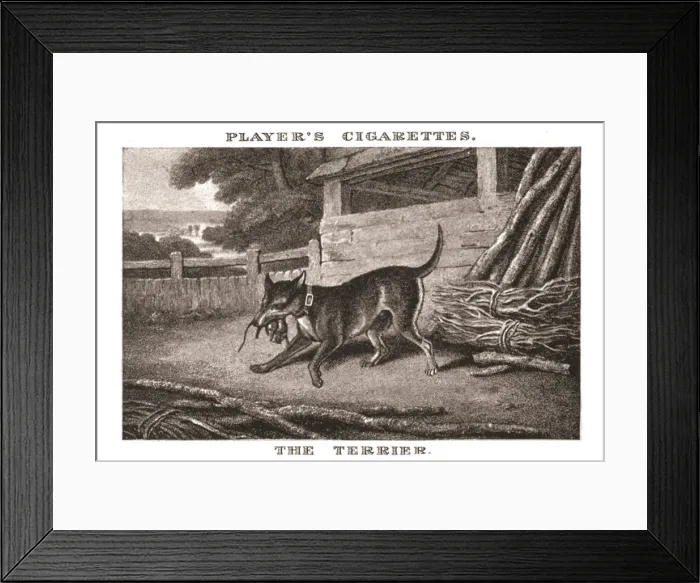 Framed Print : The Terrier, (1924). Creator: Unknown Framed Print : The Terrier, (1924). Creator: Unknown