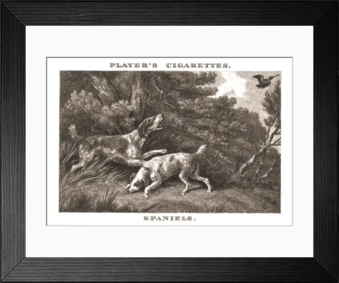 Framed Print : Spaniels, (1924). Creator: Unknown Framed Print : Spaniels, (1924). Creator: Unknown