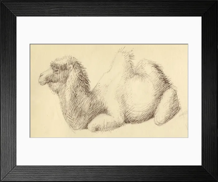 Framed Print : Camel, c1951. Creator: Shirley Markham Framed Print : Camel, c1951. Creator: Shirley Markham