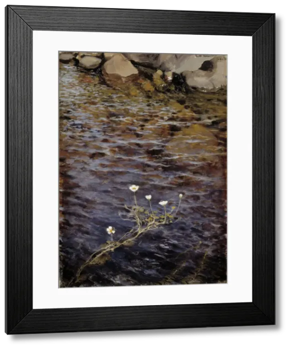 Framed Print : Pond Water Crowfoot, 1895 Framed Print : Pond Water Crowfoot, 1895