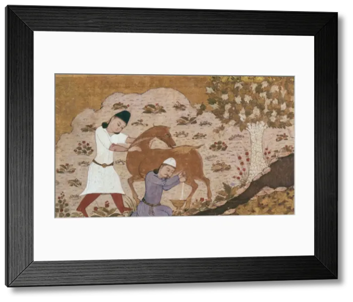 Framed Print : Onager Milking, Late 15th century Framed Print : Onager Milking, Late 15th century