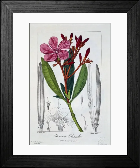Framed Print : Nerium Oleander, pub. 1836. Creator: Panacre Bessa (1772-1846)