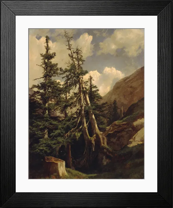 Framed Print : Firs in the mountains Framed Print : Firs in the mountains