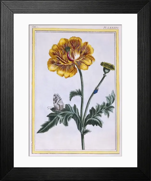 Framed Print : Double Creeping Buttercup Ranunculus repens Var: Pleniflorus, pub. 1776. Creator Framed Print : Double Creeping Buttercup Ranunculus repens Var: Pleniflorus, pub. 1776. Creator