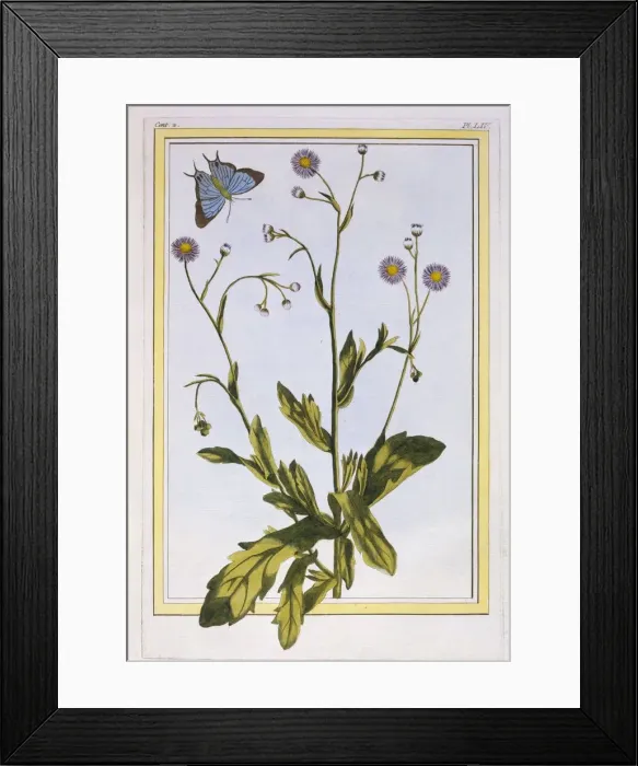 Framed Print : L Erigeron de Philadelphie (Canadian Fleabane), pub. 1776. Creator: Pierre Joseph Buchoz Framed Print : L Erigeron de Philadelphie (Canadian Fleabane), pub. 1776. Creator: Pierre Joseph Buchoz
