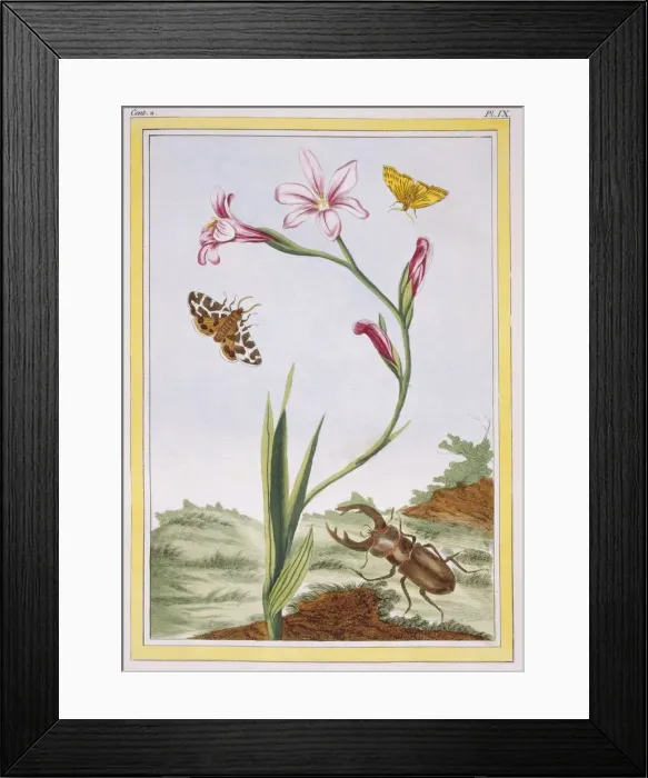 Framed Print : L Ixia (flesh-coloured Ixia) and Stag Beetle, pub. 1776. Creator: Pierre Joseph Buchoz Framed Print : L Ixia (flesh-coloured Ixia) and Stag Beetle, pub. 1776. Creator: Pierre Joseph Buchoz