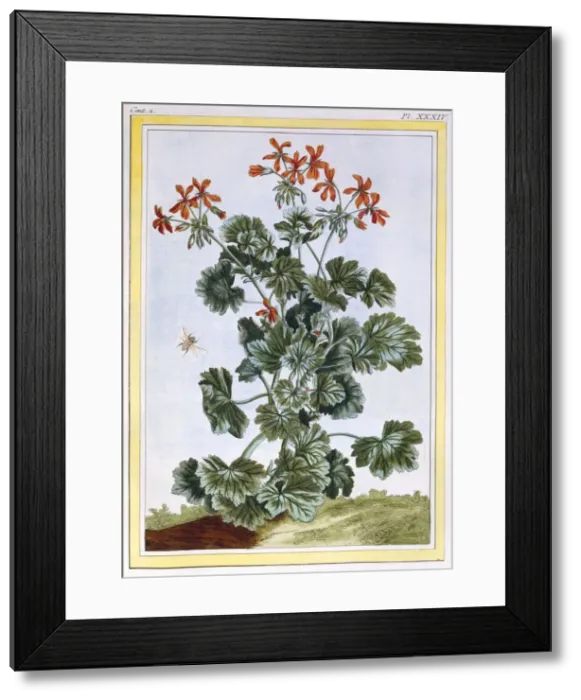 Framed Print : Cranesbill, pub. 1776. Creator: Pierre Joseph Buchoz (1731-1807) Framed Print : Cranesbill, pub. 1776. Creator: Pierre Joseph Buchoz (1731-1807)