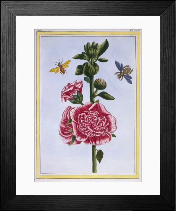Framed Print : Passerose (Hollyhock), pub. 1776. Creator: Pierre Joseph Buchoz (1731-1807) Framed Print : Passerose (Hollyhock), pub. 1776. Creator: Pierre Joseph Buchoz (1731-1807)