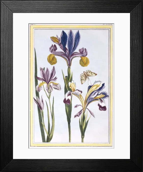 Framed Print : Variegated Iris, pub. 1776. Creator: Pierre Joseph Buchoz (1731-1807) Framed Print : Variegated Iris, pub. 1776. Creator: Pierre Joseph Buchoz (1731-1807)