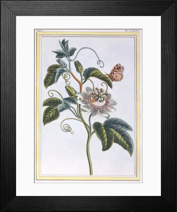 Framed Print : La Grenadille ou Le Maracot, pub. 1776. Creator: Pierre Joseph Buchoz (1731-1807) Framed Print : La Grenadille ou Le Maracot, pub. 1776. Creator: Pierre Joseph Buchoz (1731-1807)