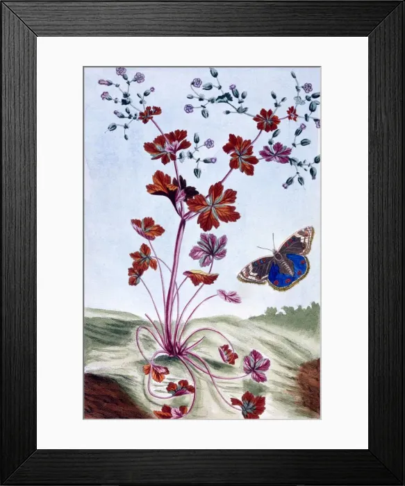 Framed Print : Glossy Cranesbill, pub. 1776. Creator: Pierre Joseph Buchoz (1731-1807) Framed Print : Glossy Cranesbill, pub. 1776. Creator: Pierre Joseph Buchoz (1731-1807)