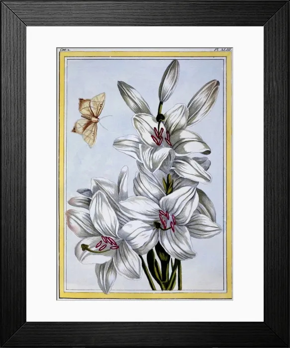 Framed Print : The Great White Lily, pub. 1776. Creator: Pierre Joseph Buchoz (1731-1807) Framed Print : The Great White Lily, pub. 1776. Creator: Pierre Joseph Buchoz (1731-1807)